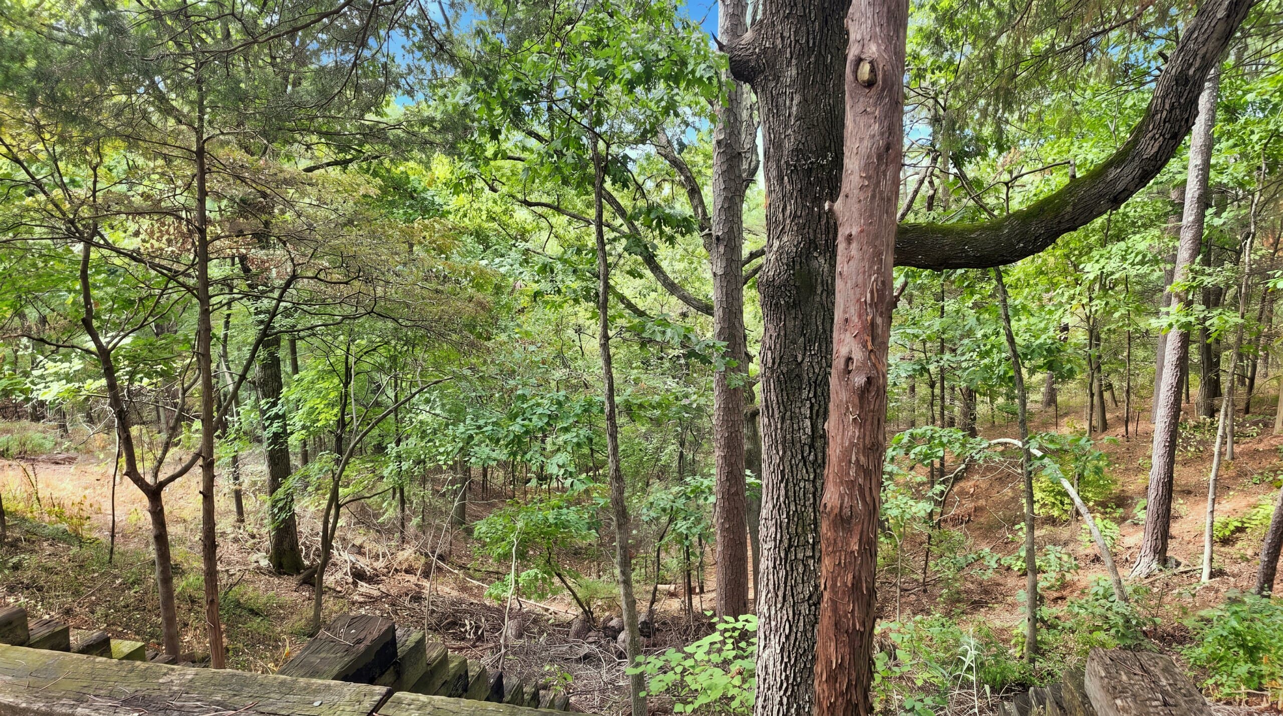 A view of a lush forest with trees and foliage extending into the distance.